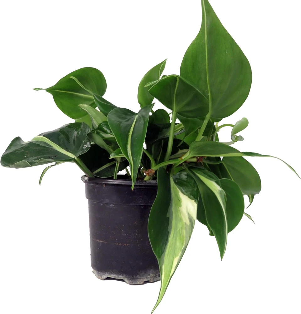 Silver Stripe Philodendron Live Plant - 4 inch Pot - Low Light Houseplant - Image 1