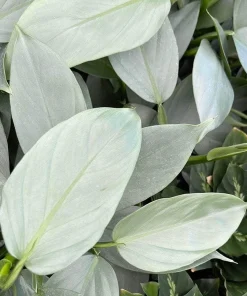 Silver Sword Philodendron Hastatum Live Plant – 4 inch Pot – Indoor Tropical - Image 2