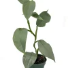 Silver Sword Philodendron Hastatum Live Plant – 4 inch Pot – Indoor Tropical - Image 1