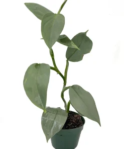 Silver Sword Philodendron Hastatum Live Plant – 4 inch Pot – Indoor Tropical - Image 1