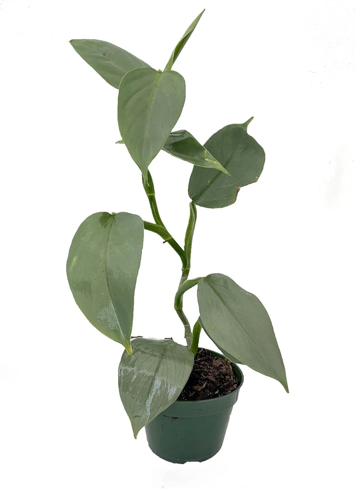 Silver Sword Philodendron Hastatum Live Plant – 4 inch Pot – Indoor Tropical - Image 1