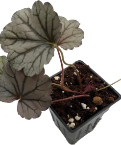 Silverberry Coral Bells Heuchera Live Plant – Perennial – 2.5" Pot – Outdoor - Image 2