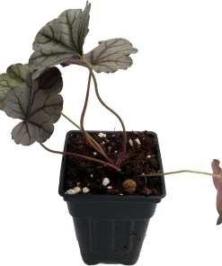 Silverberry Coral Bells Heuchera Live Plant – Perennial – 2.5