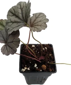 Silverberry Coral Bells Heuchera Live Plant – Perennial – 2.5