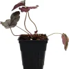 Silverberry Coral Bells Heuchera Live Plant – Perennial – 2.5" Pot – Outdoor - Image 1