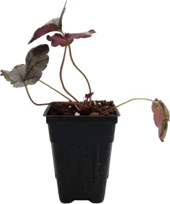 Silverberry Coral Bells Heuchera Live Plant – Perennial – 2.5