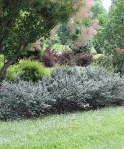 Silverstone Cotoneaster Live Plant – 4 inch Pot – Silver Foliage, White Flowers - Image 2