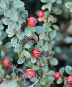 Silverstone Cotoneaster Live Plant – 4 inch Pot – Silver Foliage, White Flowers - Image 3