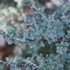Silverstone Cotoneaster Live Plant – 4 inch Pot – Silver Foliage, White Flowers - Image 1