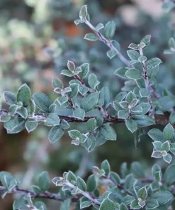 Silverstone Cotoneaster Live Plant – 4 inch Pot – Silver Foliage, White Flowers - Image 1