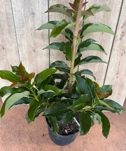 Simmonds avocado Tree , Grafted in 3 Gallons Pot, No Ship to CA and HI - Image 2