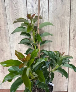 Simmonds avocado Tree , Grafted in 3 Gallons Pot, No Ship to CA and HI - Image 3