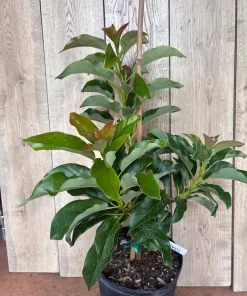 Simmonds avocado Tree , Grafted in 3 Gallons Pot, No Ship to CA and HI - Image 4