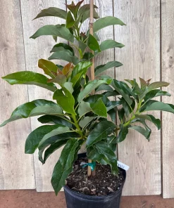 Simmonds avocado Tree , Grafted in 3 Gallons Pot, No Ship to CA and HI - Image 5