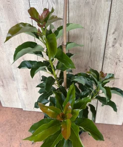 Simmonds avocado Tree , Grafted in 3 Gallons Pot, No Ship to CA and HI - Image 6