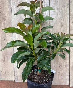 Simmonds avocado Tree , Grafted in 3 Gallons Pot, No Ship to CA and HI - Image 7