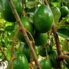 Simmonds avocado Tree , Grafted in 3 Gallons Pot, No Ship to CA and HI - Image 1