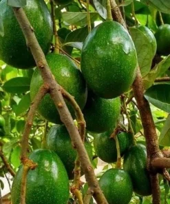 Simmonds avocado Tree , Grafted in 3 Gallons Pot, No Ship to CA and HI - Image 1