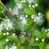 Simpson Stopper plant in 4" Pot, Myrcianthes Fragrans - Image 1