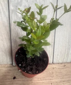 Simpson Stopper plant in 4