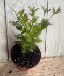 Simpson Stopper plant in 4