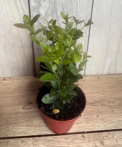 Simpson Stopper plant in 4