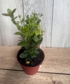 Simpson Stopper plant in 4