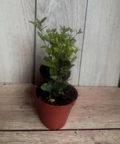 Simpson Stopper plant in 4