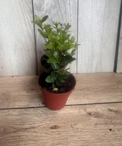 Simpson Stopper plant in 4