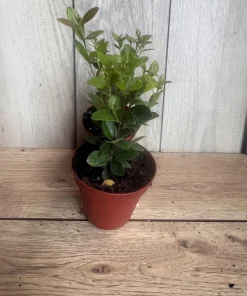 Simpson Stopper plant in 4