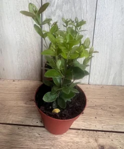 Simpson Stopper plant in 4