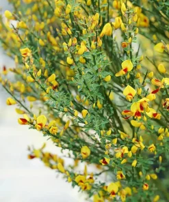 Sister Disco Scotch Broom Live Plant – 4" Pot – Yellow & Red Flowers – Full Sun - Image 2