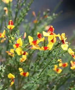 Sister Disco Scotch Broom Live Plant – 4
