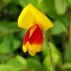 Sister Disco Scotch Broom Live Plant – 4" Pot – Yellow & Red Flowers – Full Sun - Image 1