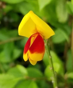 Sister Disco Scotch Broom Live Plant – 4