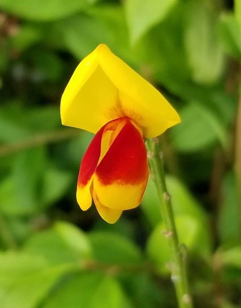 Sister Disco Scotch Broom Live Plant – 4" Pot – Yellow & Red Flowers – Full Sun - Image 1