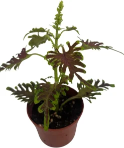 Skeletal Coleus Live Plant – Plectranthus – 2.5 inch Pot – Indoor/Outdoor Foliage - Image 2