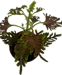 Skeletal Coleus Live Plant – Plectranthus – 2.5 inch Pot – Indoor/Outdoor Foliage - Image 3