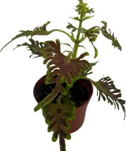 Skeletal Coleus Live Plant – Plectranthus – 2.5 inch Pot – Indoor/Outdoor Foliage - Image 4