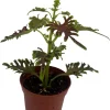 Skeletal Coleus Live Plant – Plectranthus – 2.5 inch Pot – Indoor/Outdoor Foliage - Image 1
