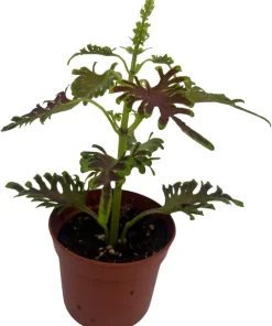 Skeletal Coleus Live Plant – Plectranthus – 2.5 inch Pot – Indoor/Outdoor Foliage - Image 1