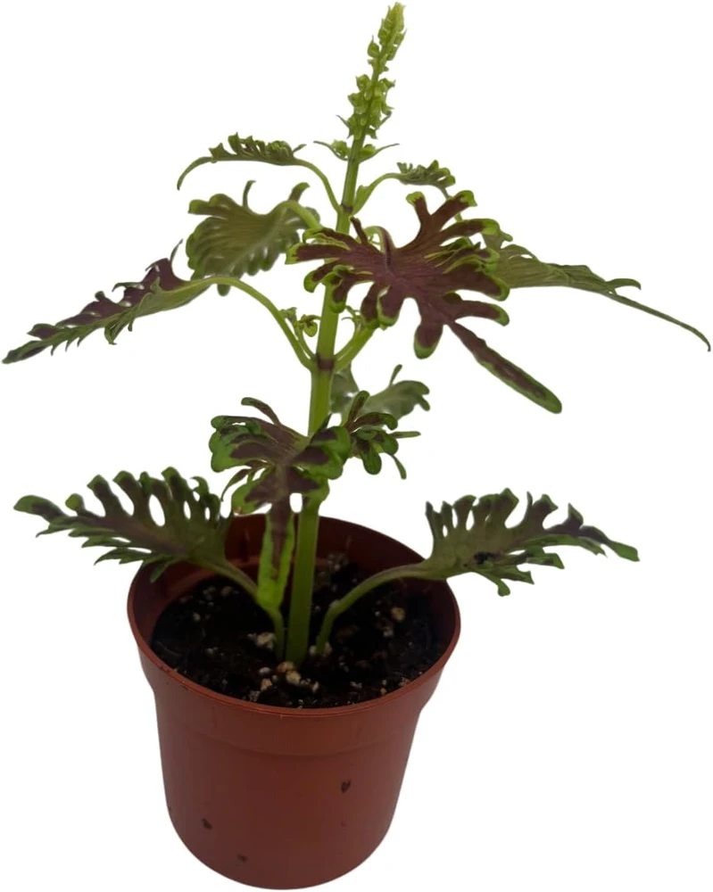 Skeletal Coleus Live Plant – Plectranthus – 2.5 inch Pot – Indoor/Outdoor Foliage - Image 1