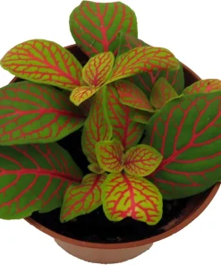 Skeleton Fittonia Nerve Plant - Live Houseplant - 2.5" Pot - Easy Care - Image 2