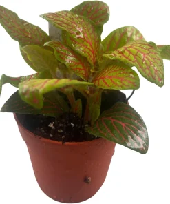 Skeleton Fittonia Nerve Plant - Live Houseplant - 2.5