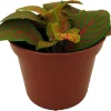 Skeleton Fittonia Nerve Plant - Live Houseplant - 2.5" Pot - Easy Care - Image 1