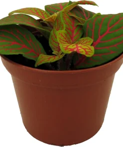Skeleton Fittonia Nerve Plant - Live Houseplant - 2.5