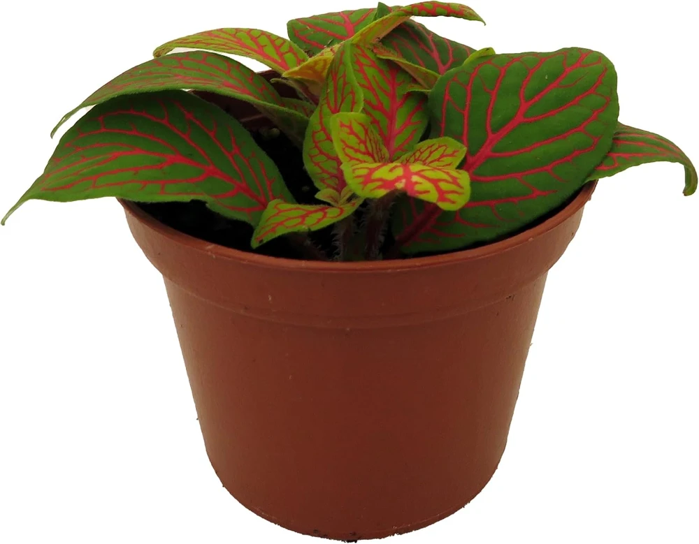 Skeleton Fittonia Nerve Plant - Live Houseplant - 2.5" Pot - Easy Care - Image 1