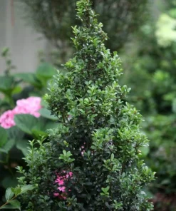 Sky Box Japanese Holly Live Plant – 4" Pot Ilex crenata – Columnar Evergreen Shrub - Image 2