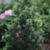Sky Box Japanese Holly Live Plant – 4" Pot Ilex crenata – Columnar Evergreen Shrub - Image 1