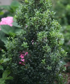 Sky Box Japanese Holly Live Plant – 4